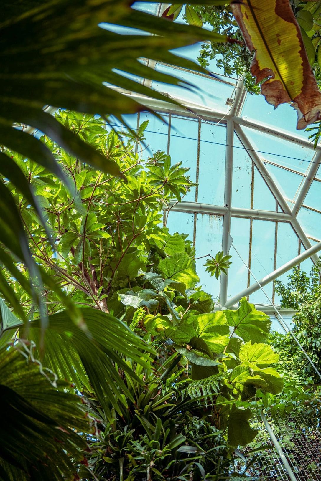 Evergreen Glasshouse Solutions 3